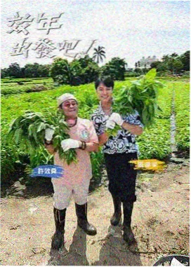 红掌黄叶急救前后对照的恢复记录照